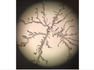 Cell Preparation Microbial Contamination Control