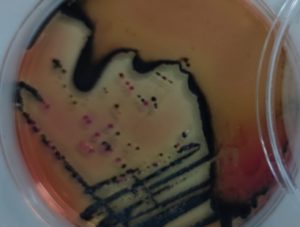 Food Plant Microbial Contamination Control